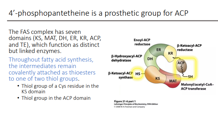 <p>thioesters to one of two thiol groups.</p><p>• Thiol group of a Cys residue in the KS domain </p><p>• Thiol group in the ACP domain</p>