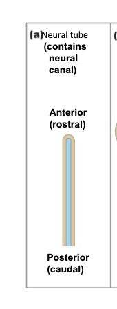 <ul><li><p>a straight neural tube </p></li><li><p>anterior (rostral) part</p></li><li><p>posterior (caudal) part</p></li><li><p>blue is the hollow space - called neural cavity/cavity of the brain/tube </p></li><li><p>—> will be later filled with fluids of brain </p></li></ul><p></p>
