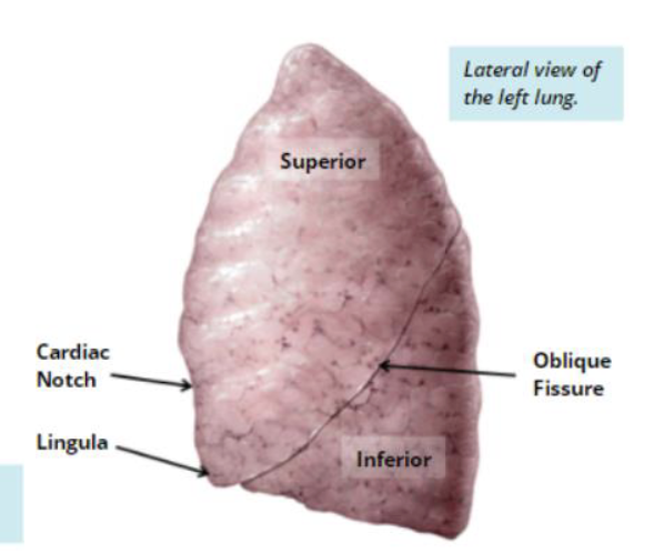 <p>Left lung </p>