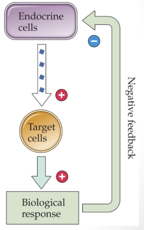 <p>the hormone acts on its target cells and has a biological effect</p>