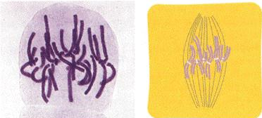 <p>what stage of mitosis is this? what type of cell is this?</p>