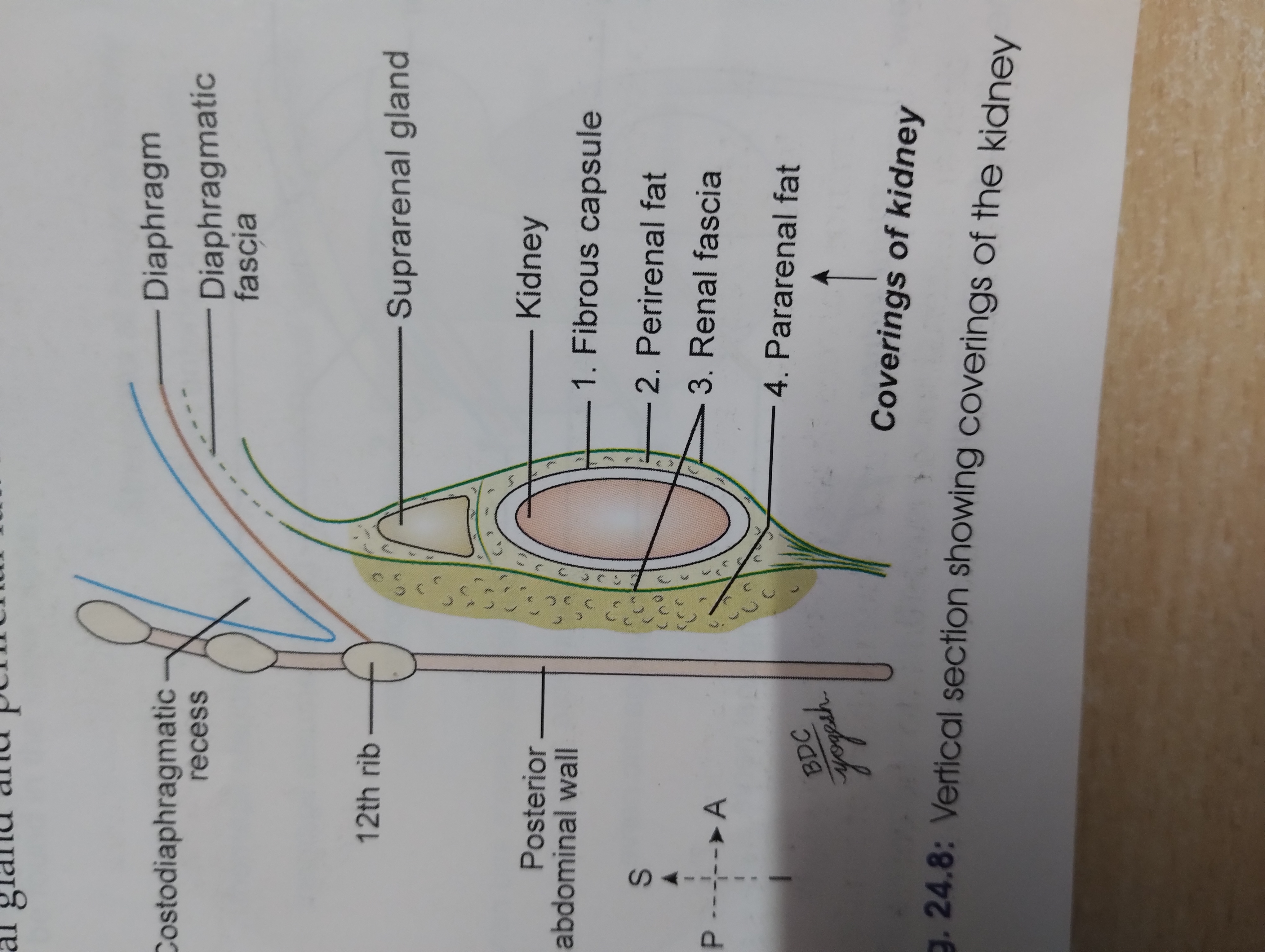 <p>Pararenal/Paranephric fat</p><p class="has-focus">Renal fascia</p><p class="has-focus">Perirenal/Perinephric fat</p><p class="has-focus">Fibrous capsule</p>