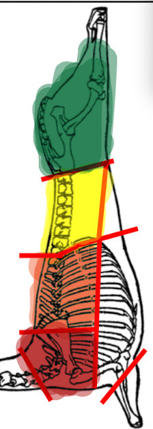 <p>What lamb primal is GREEN in this image?</p>