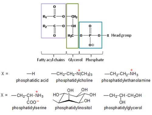 <p>Glycerol-3-phosphate (GAP)</p>
