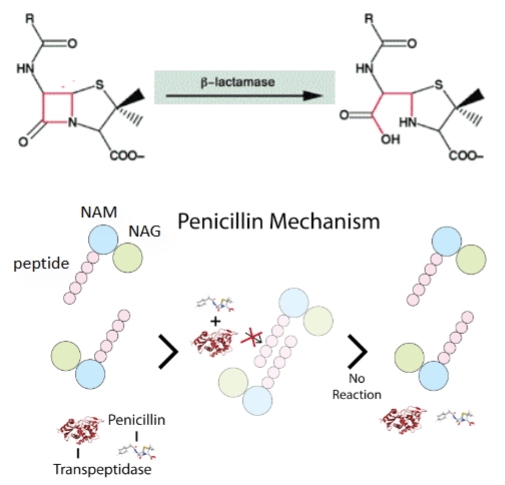 <p>= beta-lactamase cleaves peniciline so it cannot bind to PBP’s</p><p></p>