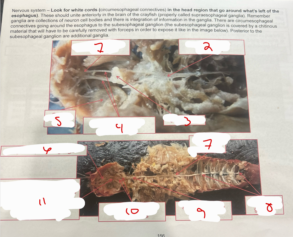 <p>Nervous System</p>
