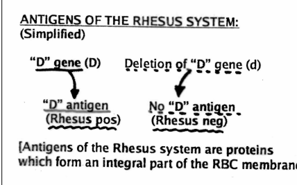 <p>NO D ANTIGENS</p><p>Rh-</p>