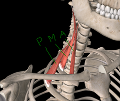 <p>respiratory muscle that lifts the upper rib cage</p>