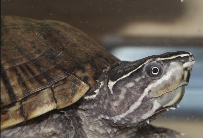 <p>Dark brown or black carapace (mottled)</p><p>2 distinct stripes on head</p><p>Small plastron (exposed skin between)</p><p>Phenoalkalinic acid secretions from glands</p>