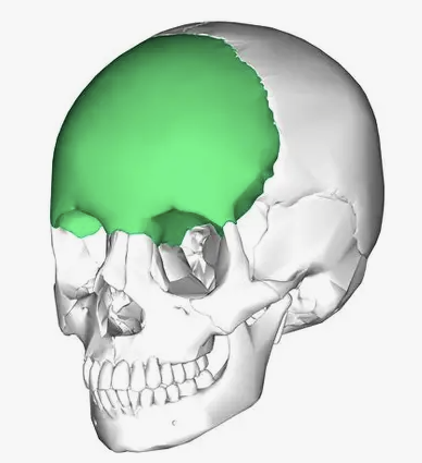 <p><span style="background-color: transparent; font-family: "EB Garamond", serif;"><span>Forms the forehead, the top of the eye sockets, and part of the cranium</span></span></p>