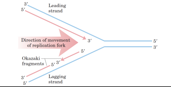 <p>• Each original DNA strand acts as a template for DNA replication. </p><p>• DNA is always synthesized in the 5’→ 3’ direction. </p><p>• One strand (leading strand) is continuously synthesized and proceeds (5’→3’) in the direction of the replication fork. </p><p>• The other strand (lagging strand) is synthesized in pieces, called Okazaki Fragments and then ligated together. Therefore, the two strands are synthesized semi-discontinuously! </p><p>• Lagging strand synthesis occurs in the opposite direction of the replication fork. </p><p>• The Okazaki fragments are later covalently joined by DNA ligase.</p>