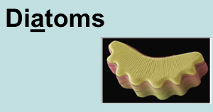 <p><strong>Diatom</strong> disease: <strong>Amnesiac shellfish poisoning</strong></p>