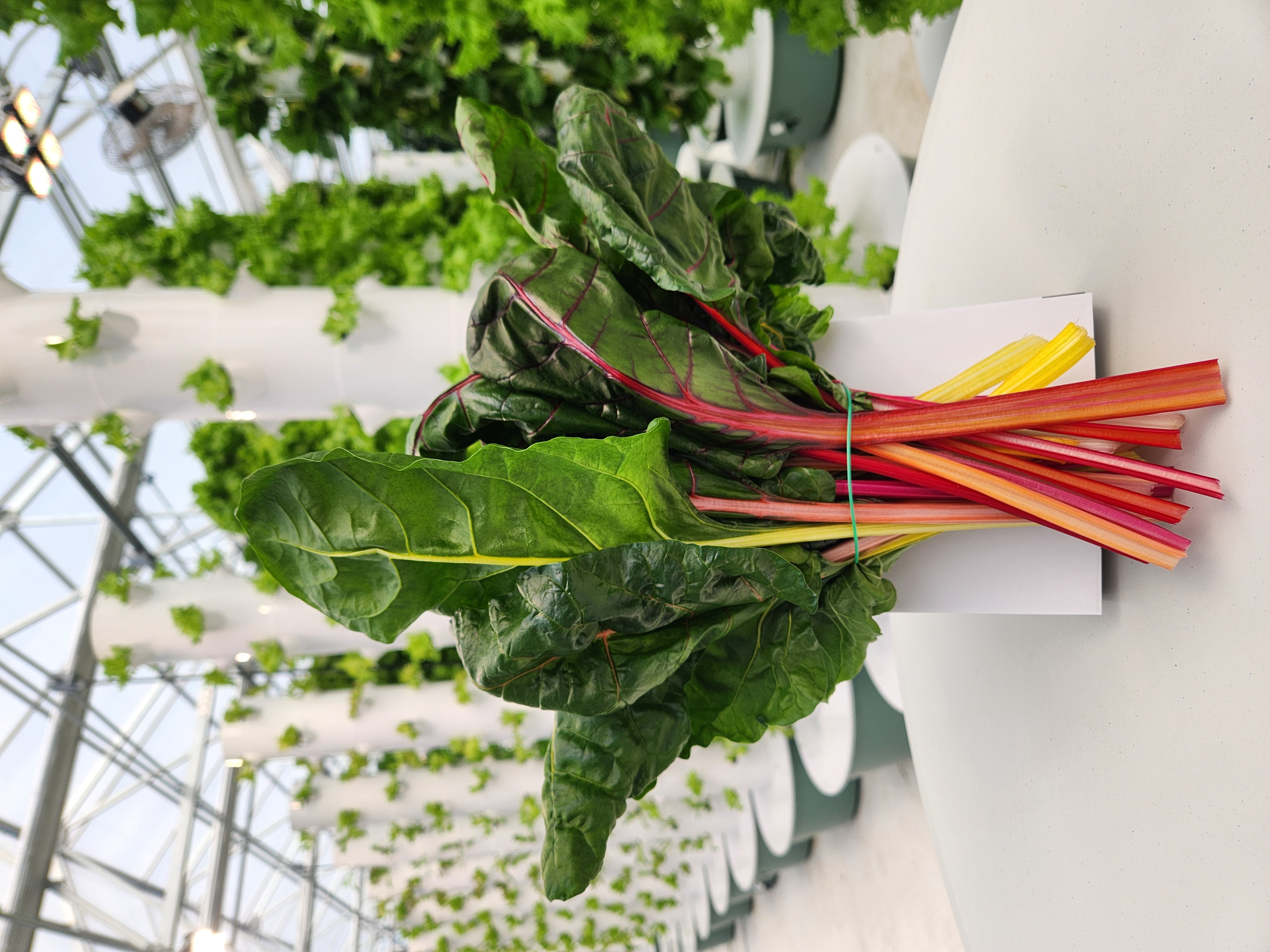 <p>Type: Swiss Chard </p><p>Variety: Bright Lights</p><p>Descirption: Stems are colorful (pink, orange, yellow ect)</p>