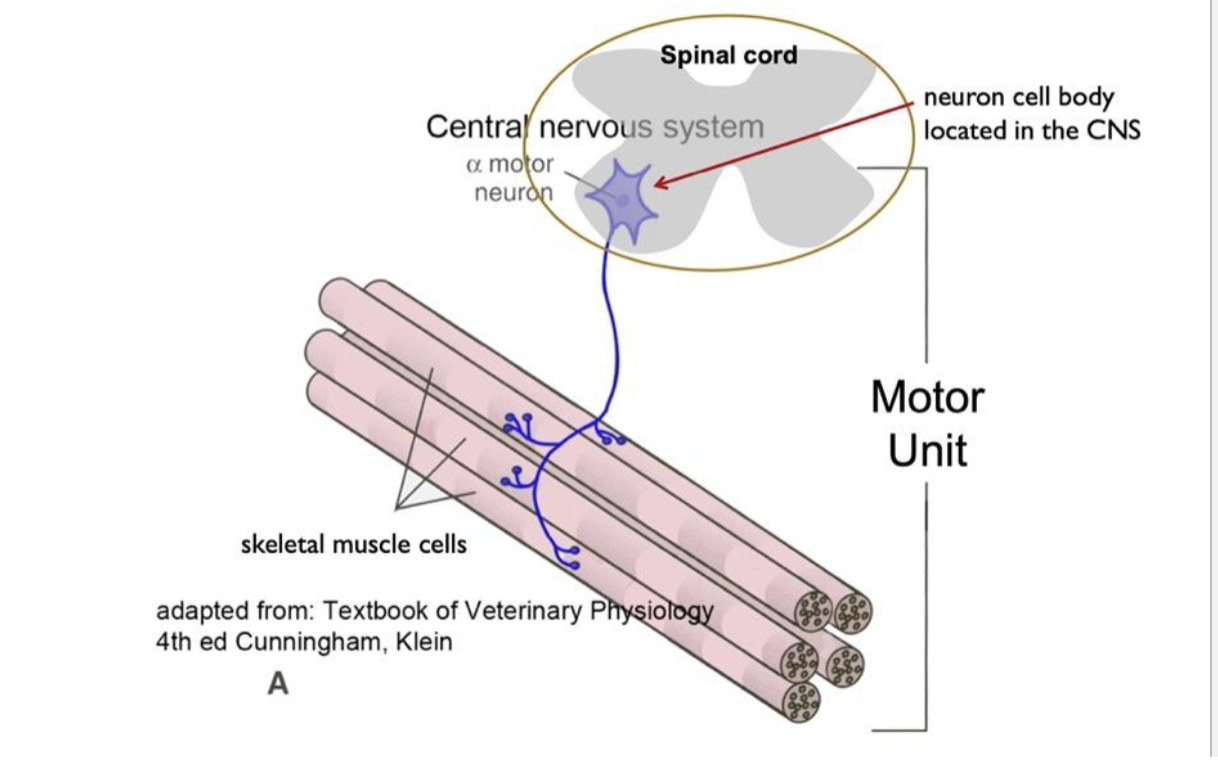 <p>A given motor neuron and all of the muscle fibers it controls. In some muscles requiring very fine control, a motor unit may consist of one neuoron and only few muscle fiber. In other muscles a motor unit may consist of one neuron and several hundred muscle fibers</p>