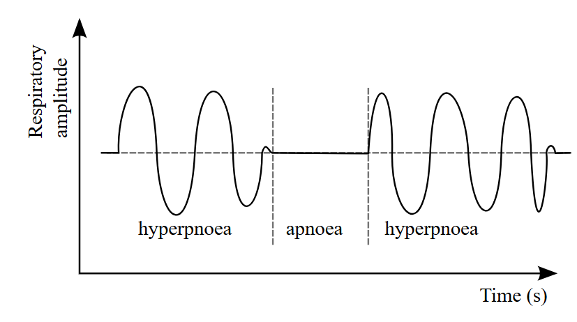 <ul><li><p>příčina</p><ul><li><p>poškození dráždivosti dechového centra</p></li><li><p>CMP, trauma, zvýšený intrakraniální tlak</p></li><li><p>meningitidy, encefalitidy, otrava opiáty</p></li></ul></li><li><p>dechový vzorec</p><ul><li><p>nepravidelné dýchání, apnoické pauzy</p></li></ul></li></ul><p></p>