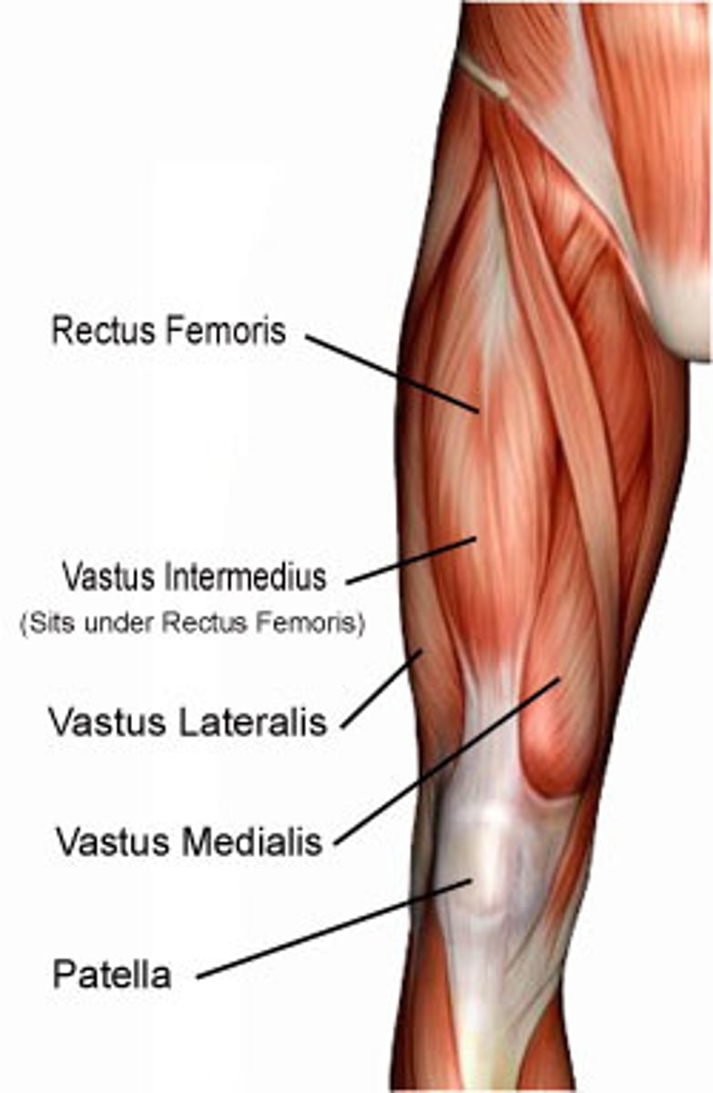 <p>Four separate heads that form the flesh of the front and sides of thigh:</p><p>Rectus femoris, lateral, medial, and intermediate vastus muscles</p><p>*All extend the leg</p>