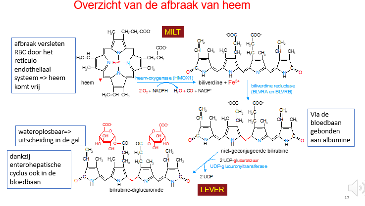 <p><span>Eerst 2 snelle enzymatische stappen in de milt waar de oude RBC gerecycleerd worden.</span></p><p style="text-align: left;"><span>Heem à biliverdine à slecht-wateroplosbaar niet-geconjugeerd bulirubine</span></p><p style="text-align: left;"></p><p style="text-align: left;"><span>Reist naar lever via binding aan albumine</span></p><p style="text-align: left;"><span>In lever wordt het 2 keer geglucuronideert en daarvoor moet er geactiveerd glucuronzuur (UDP-glucuronzuur) aangeleverd worden.</span></p><p style="text-align: left;"><span>Eens het geglucuronideerd is, is het wateroplosbaar en kan het in waterig midden (in de gal) geëxcreteerd worden naar de buitenwereld.</span></p><p style="text-align: left;"></p><p style="text-align: left;"><span>Een deel ervan zal opgenomen worden in de darm en kan dus ook entero-hepatisch recirculeren, maar dat is gelukkig maar een klein deel.</span></p>