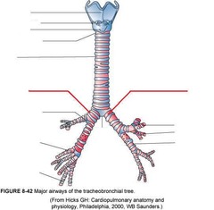 <p>Identify the structure</p>