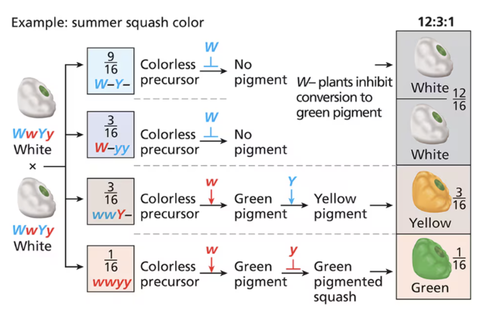 <p><span style="background-color: transparent;">A characteristic ratio of phenotypes produced by the interaction of two genes that control a trait in which a dominant allele of one gene masks or reduces the expression of alleles of a second gene&nbsp;</span></p><ul><li><p>12:3:1</p></li></ul><p></p>