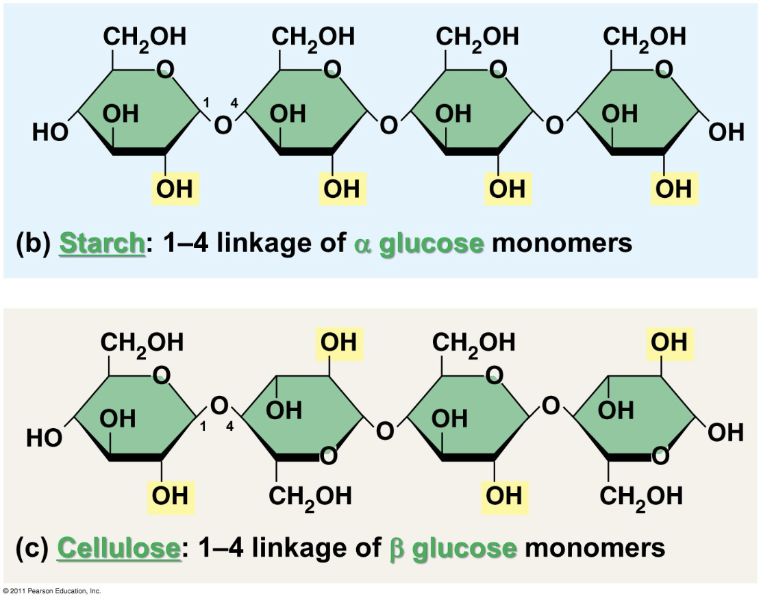 <p>Polymers with Alpha form glucose are helical (storage: ex. starch, humans can digest)<br>Polymers with Beta form glucose are straight (structure humans cannot digest)-every other glucose is flipped making it harder to breakdown</p>