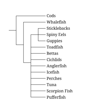 <p>Cods and icefish are the only orders of fish that include species that produce antifreeze proteins in their blood. Based on the cladogram in Figure 1, which of the following scenarios describes the most likely evolutionary history of antifreeze protein synthesis in fish?</p><p>A) Antifreeze proteins arose twice, once in the cod lineage and once in the icefish lineage.</p><p>B) Antifreeze proteins arose once in a common ancestor of cods and icefish.</p><p>C) Antifreeze proteins arose once in the most recent common ancestor of whalefish and icefish.</p><p>D) Antifreeze proteins were lost repeatedly in fish lineages.</p>