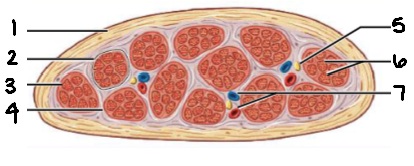 <p>What tissue is pictured?</p>