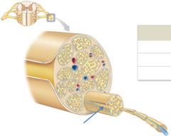 <p>- Coarse connective tissue that bundles nerve fibers into fascicles</p>