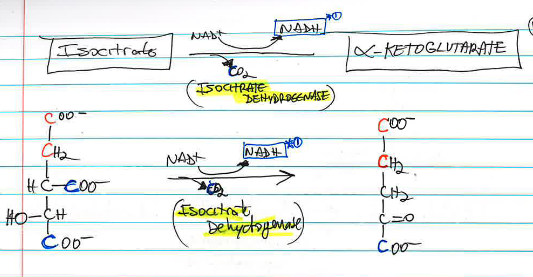 <p>Isocitrate is catalyzed by <strong>_____</strong> and converts 6-carbon isocitrate to 5-carbon α-ketoglutarate, releasing CO₂ and producing NADH. <span style="color: rgb(218, 87, 87);">NADH production. Is highly regulated by ATP concentration.</span></p>
