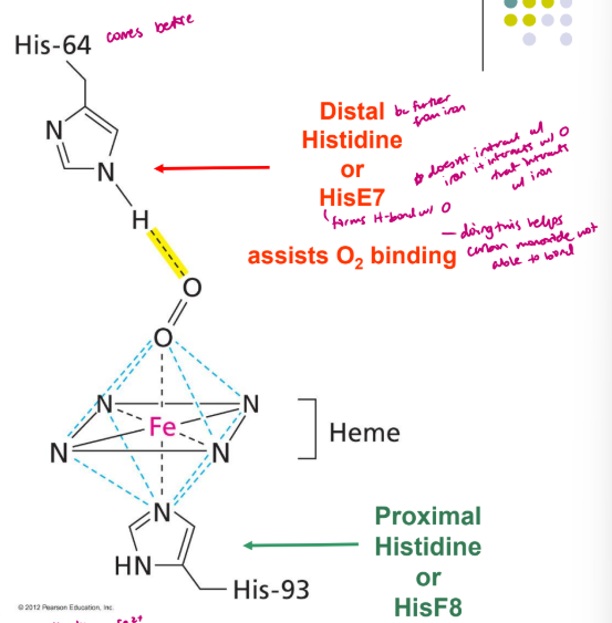 <ul><li><p>on 6th coordinate position on the Fe2+ ion - always binds at an angle</p></li><li><p>the distal histidine or His E7 assists in oxygen binding by forming H bond with it - only interacts with oxygen not iron, doing this helps carbon monoxide not being able to bond</p></li></ul><p></p>