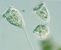 <p>Phylum?</p>