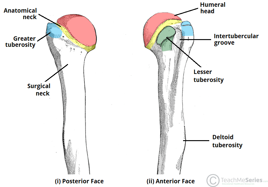 <p>What are the proximal landmarks of the humerus?</p>