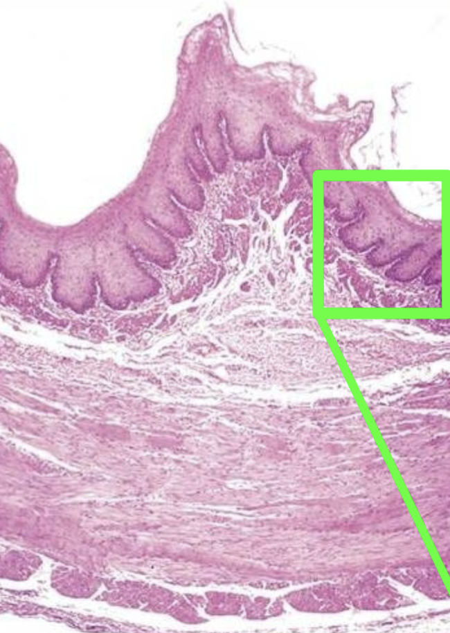 <p>What layer is pointed out in green?</p>