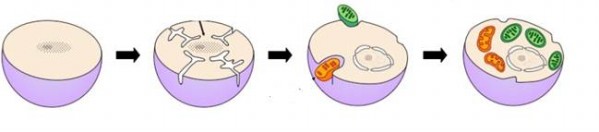 <p><span>In the figure below, it is though the engulfing cell was ________________ and the engulfed cell was a free living ________________</span></p>