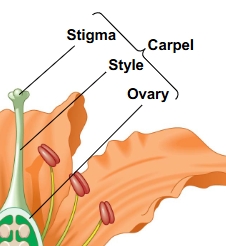 <p><strong>Carpel</strong></p>