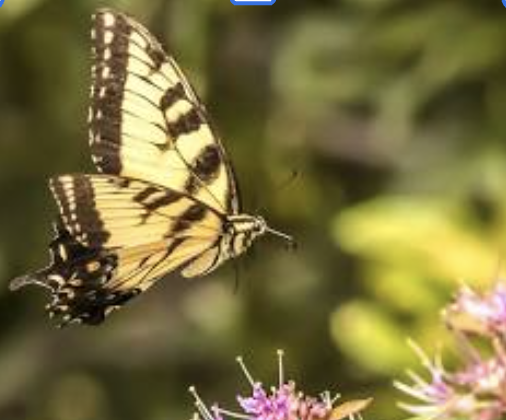 <p><span style="background-color: transparent;">Lepidoptera</span></p>