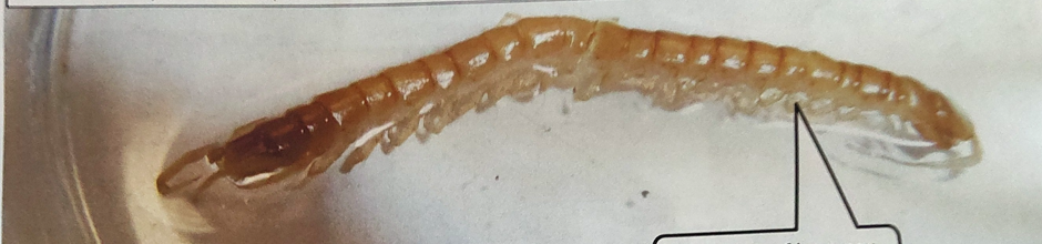 <p>What class is this organism in</p>