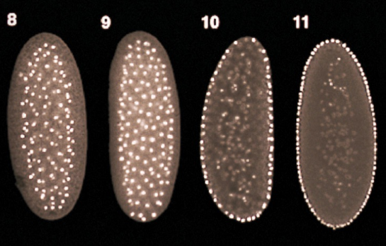 <p>From the 10th to 11th cell division during cleavage, freely-floating nuclei in the <u>syncytium</u> migrate to the external surface of the blastula to form the <strong><mark data-color="yellow" style="background-color: yellow; color: inherit;">syncytial blastoderm</mark></strong></p>
