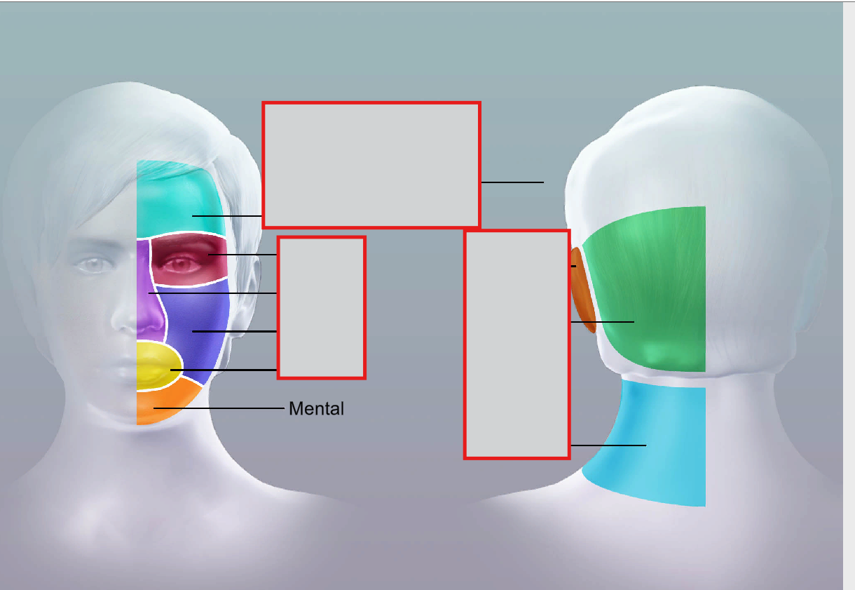 <p>mental</p>