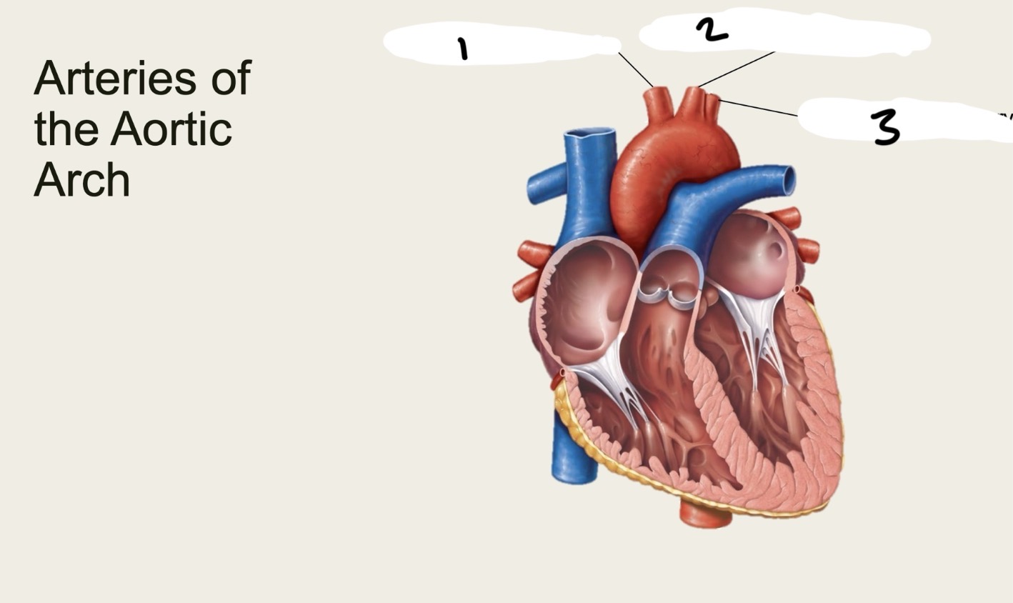 <p>1.XX</p><p>2.XX</p><p>3.XX</p>