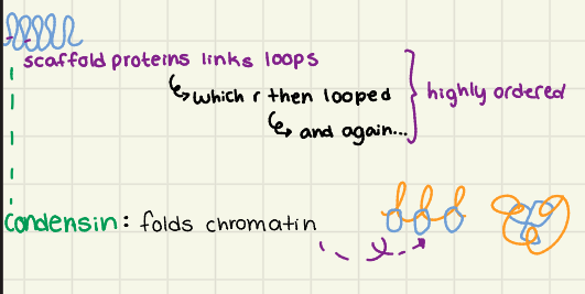 <p>Condensin is a protein complex that<strong> organizes and FOLDS chromosomes</strong> during mitosis and meiosis.</p><ul><li><p><strong>positive supercoils and </strong></p></li><li><p><strong>stabilizes loops</strong></p></li><li><p>ensures accurate chromosome segregation.</p></li></ul><p></p>