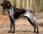 <p>welk type hond is dit</p>