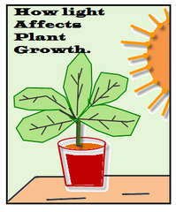 <p>Any factor, trait, or condition that can exist in differing amounts or types</p>