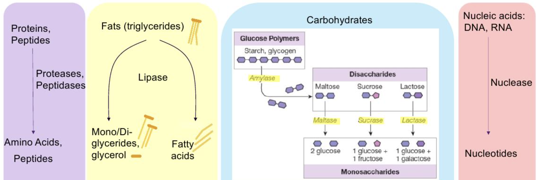 <p>Proteins/peptides → Proteases, peptidases → Amino acids, peptides</p><p>Fats → Lipases → Fatty acids + glycerol</p><p>Carbs → Amylase → Disaccharides, monosaccharides</p><p>Nucleic acids → Nucleases → Nucleotides</p>