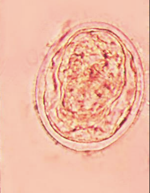 <p>name the species? </p>