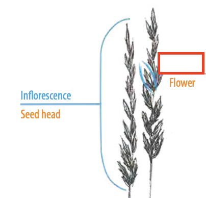 <ul><li><p><span><span>the basic unit of a grass flower, consisting of two glumes or outer bracts at the base and one or more florets above</span></span></p></li></ul><p></p>