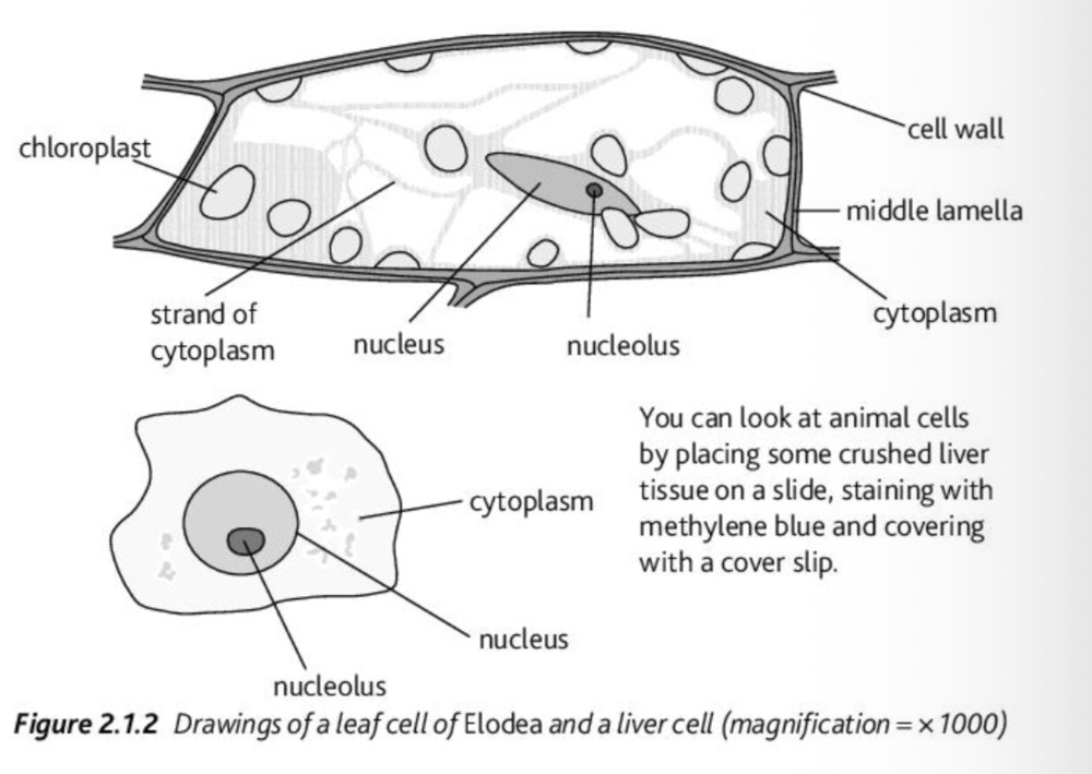 <p></p><ol><li><p><span><span>Place thin plant tissue (e.g. Elodea leaf) on a slide in water</span></span></p></li><li><p><span><span>Add iodine stain</span></span></p></li><li><p><span><span>Carefully place a coverslip to avoid air bubbles</span></span></p></li><li><p><span><span>Blot excess liquid</span></span></p></li><li><p><span><span>Observe under low power, then increase magnification</span></span></p></li></ol><p></p>