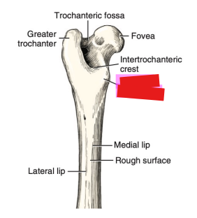 <p>Q: …… is a prominence distal to the head. </p><p>A. Lesser trochanter </p><p>B. Greater trochanter </p><p>C. Third trochanter </p><p>D. Fovea capitis</p>
