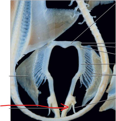 <p>A dermal bone on the medial surface of the mandible in Necturus</p>