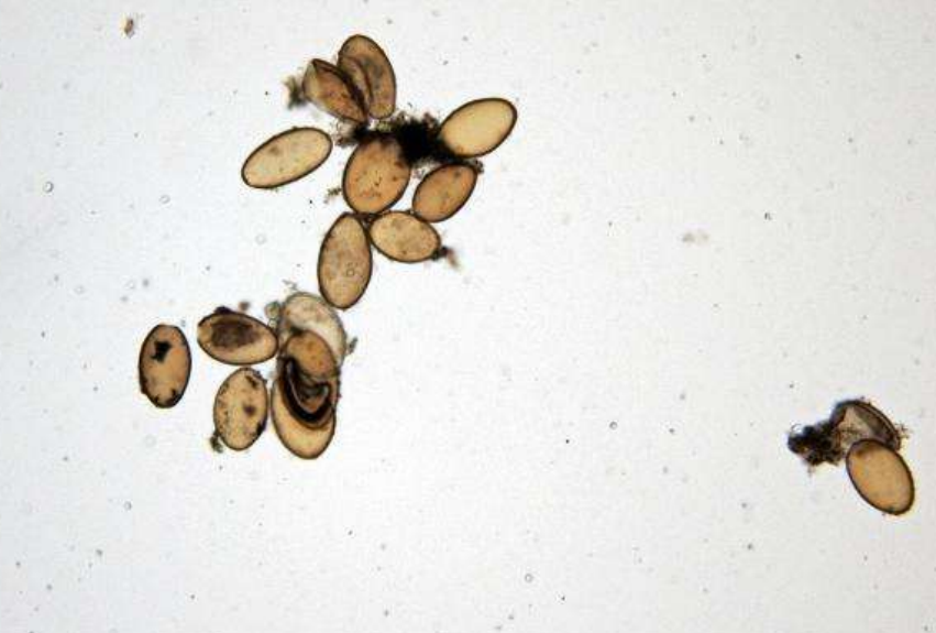 <p>přežvýkavci</p>