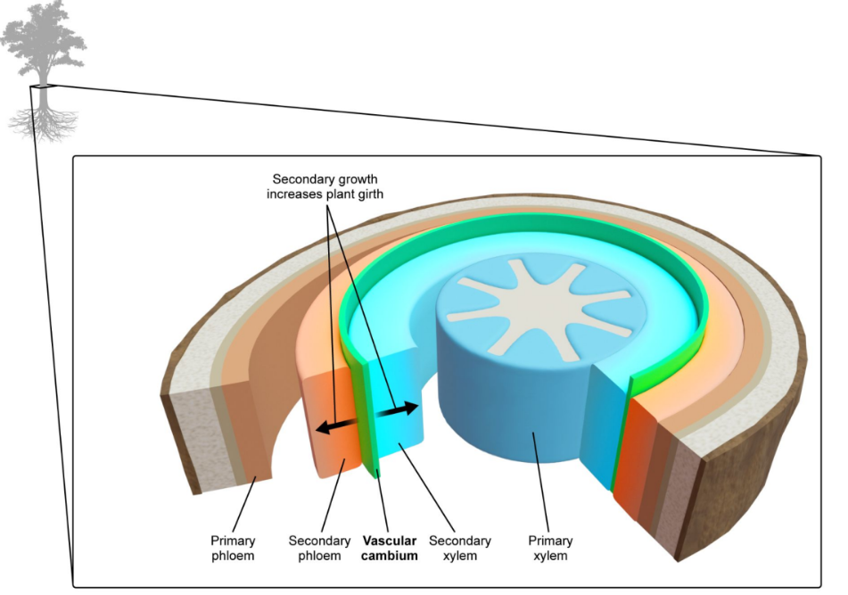 <p>They can become a <strong>secondary xylem </strong>or the <strong>secondary phloem</strong>. </p>